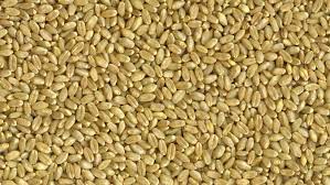 Hard White Wheat 